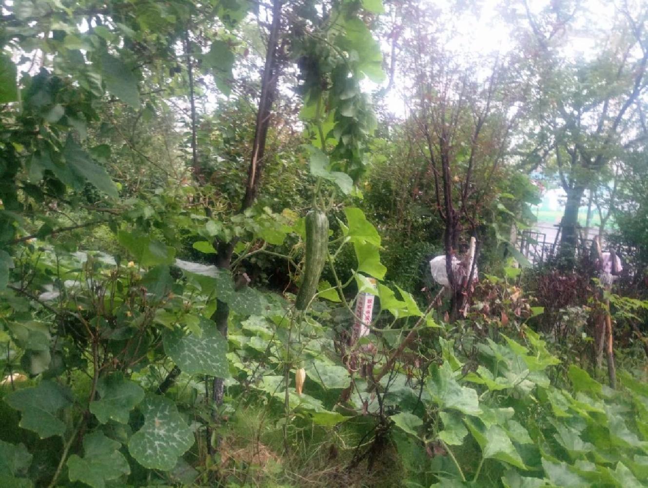 好房子！锦绣江南一楼带40平院子装修从未入住九年制四季金辉旁